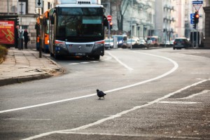 Vilniaus savivaldybė atnaujins dešimtadalį autobusų parko