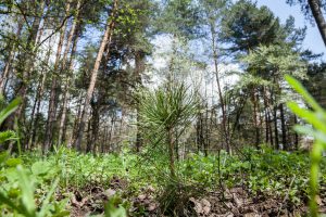 Vingio parkas: tvarkoma teritorija, atveriamos erdvės, 100 naujų pušaičių